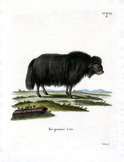 Yak de German School