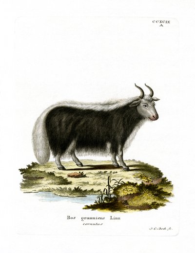 Yak de German School