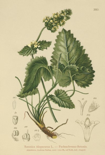 Betónica amarilla (Betonica Alopecurus, Stachys alopecuros) de German School