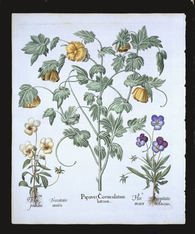 Amapola cornuda amarilla, de Hortus Eystettensis por Basil Besler, pub. 1613 de German School