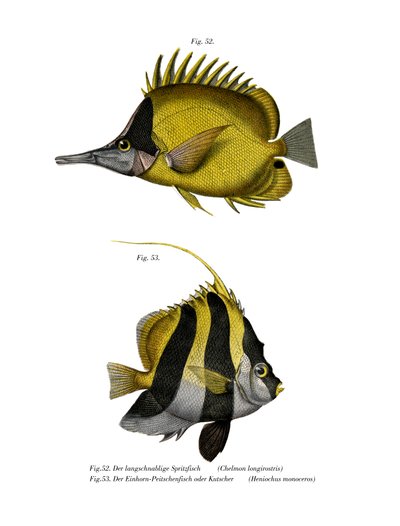 Pez mariposa de nariz larga amarilla de German School