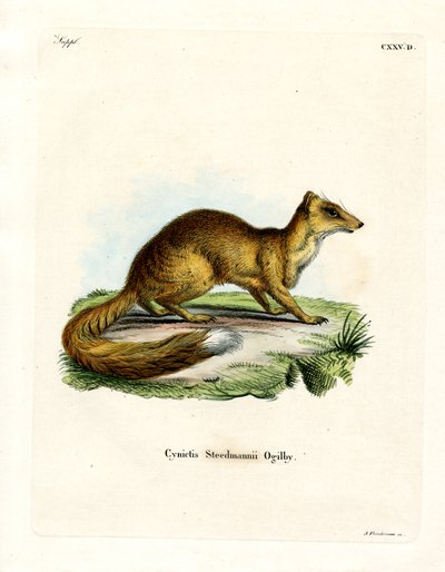 Mangosta Amarilla de German School