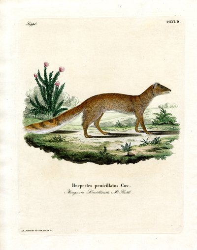 Mangosta Amarilla de German School