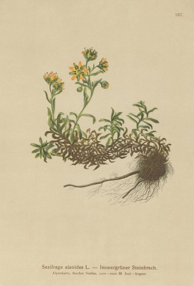 Saxífraga amarilla de montaña (Saxifraga aizoides) de German School