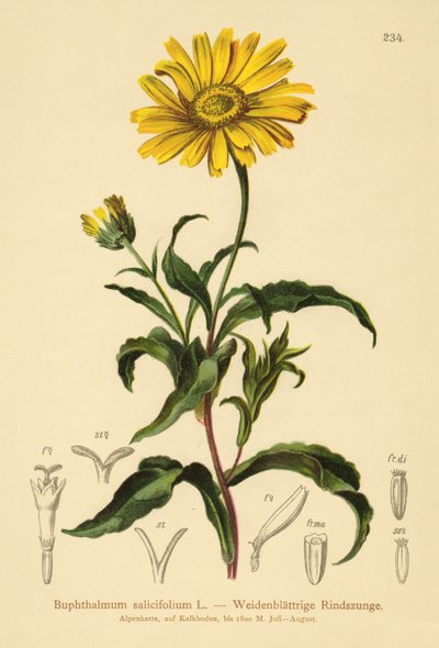 Ojo de buey amarillo (Buphthalmum salicifolium) de German School