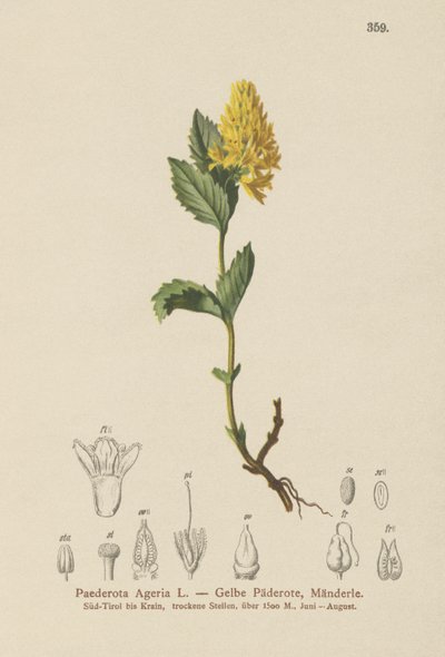 Paederota amarilla (Paederota Ageria, Paederota lutea) de German School