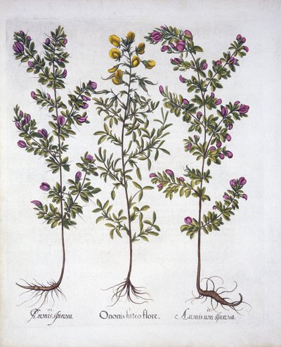 Ononis amarilla, Ononis rosada y Ononis espinosa rosada, de Hortus Eystettensis, por Basil Besler (1561-1629), pub. 1613 de German School