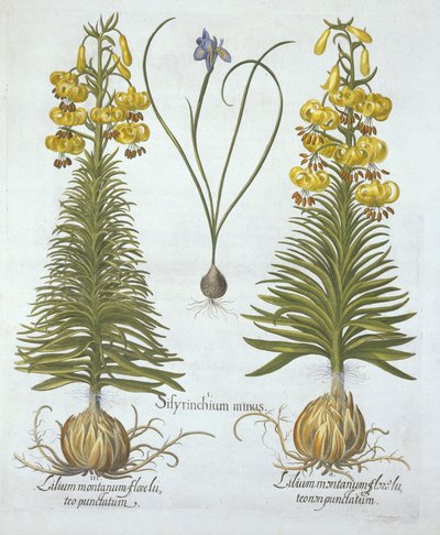 Lirio martagón amarillo con bulbo y Sisyrinchium, de Hortus Eystettensis, por Basil Besler (1561-1629), pub. 1613 de German School