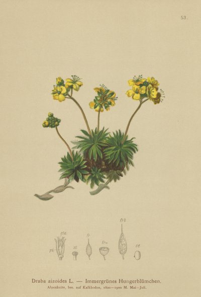 Draba amarilla (Draba aizoides) de German School