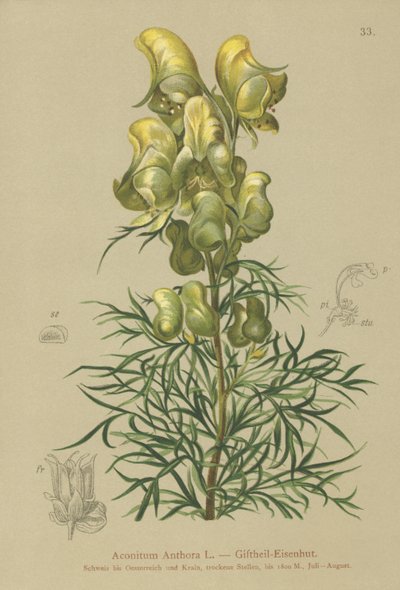 Acónito amarillo (Aconitum anthora) de German School
