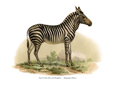 Cebra, 1860 de German School