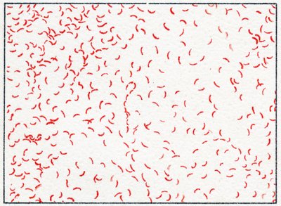 Bacterium Vibrio cholerae c.1890 de German School