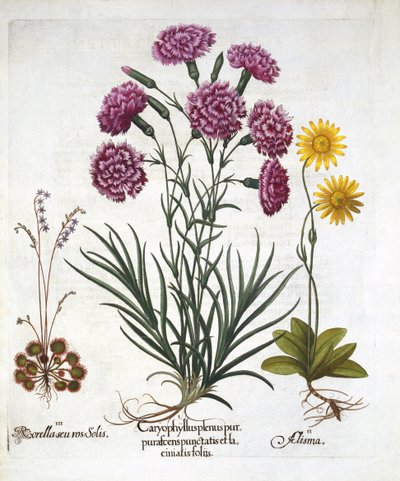 i. Clavel, Dianthus, ii. Árnica y iii. Drosera de hojas redondas, de Hortus Eystettensis, por Basil Besler, pub. 1613 de German School