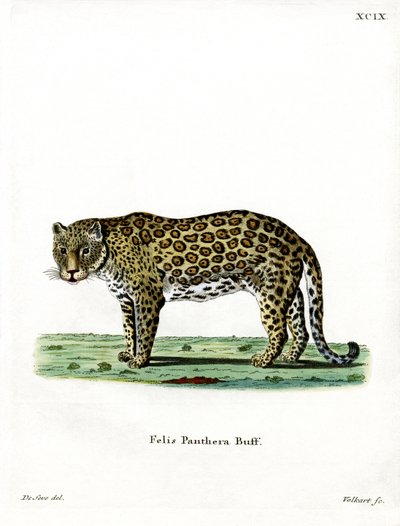 Leopardo de German School