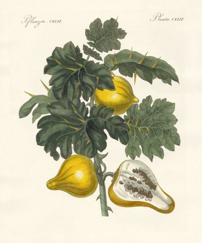 Fruta del pezón de German School