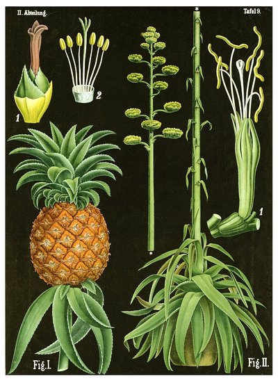 Piña de German School