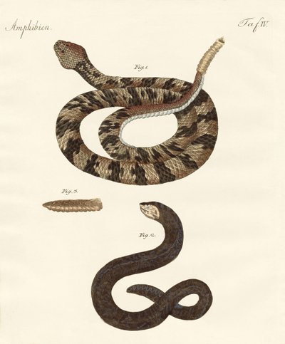 Serpiente de German School