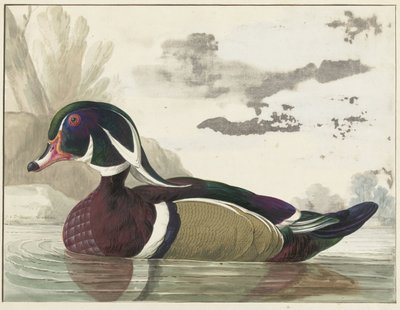 Pato de Carolina de Gerrit van den Heuvel