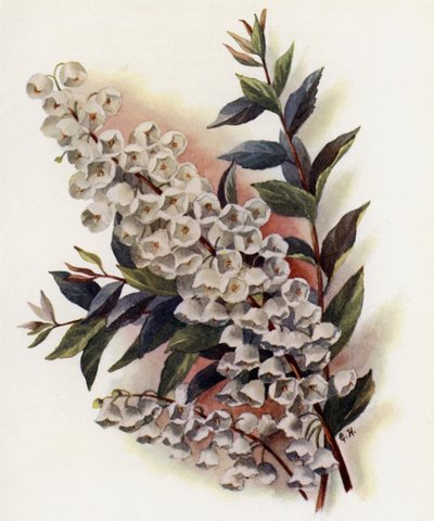 Andromeda Speciosa v Cassinefolia de Gertrude Hamilton