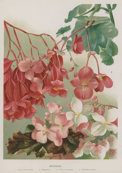 Begonias de Gertrude Hamilton