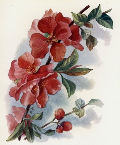 Cydonia Japónica v Cardinalis de Gertrude Hamilton