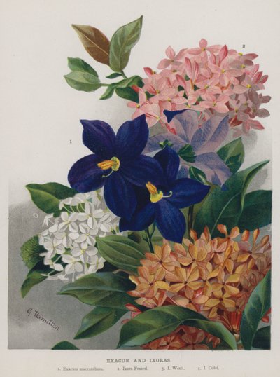 Exacum e Ixoras de Gertrude Hamilton