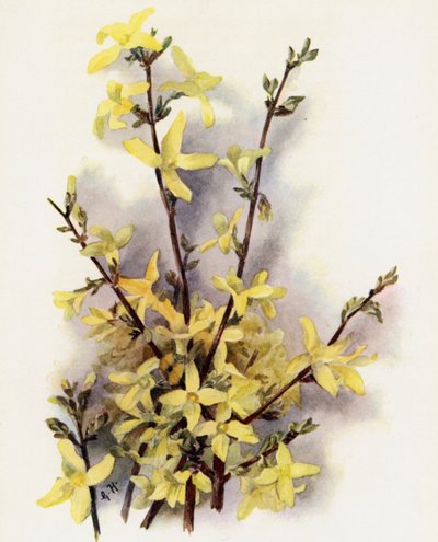 Forsythia Suspensa de Gertrude Hamilton