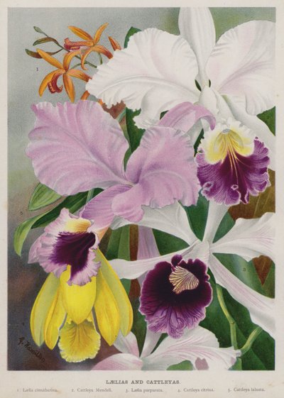 Laelias y Cattleyas de Gertrude Hamilton