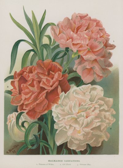 Claveles de Malmaison de Gertrude Hamilton
