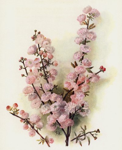 Prunus Sinensis Rosea Plena de Gertrude Hamilton