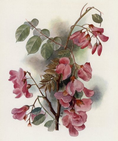 Robinia Hispida de Gertrude Hamilton