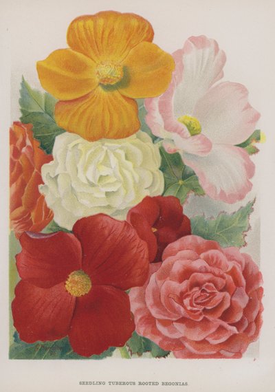 Begonias tuberosas de semillero de Gertrude Hamilton