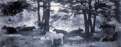 El Pathos del Burro de Gertrude Käsebier