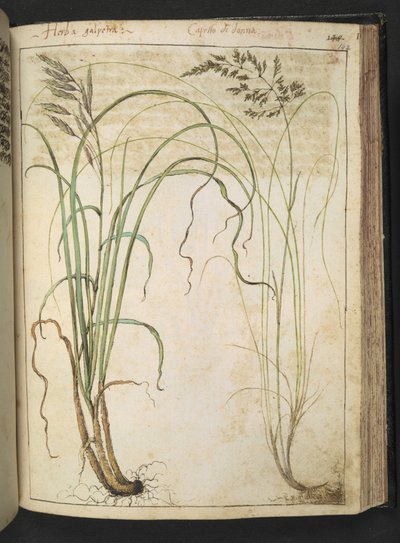 Una planta a base de hierbas, de "Pinturas de flora de los estados romanos" de Gherardo Cibo, Add MS 22333, f142r, c.1564-84 (acuarela y gouache sobre papel) de Gherardo Cibo