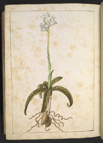 Una planta con pétalos blancos, de "Paintings of Flora of the Roman States" de Gherardo Cibo, Add MS 22333, f173v, c.1564-84 (acuarela y gouache sobre papel) de Gherardo Cibo