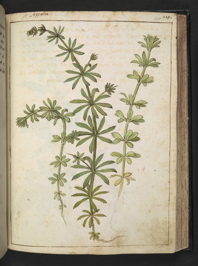 Una planta con hojas verdes, de "Paintings of Flora of the Roman States" de Gherardo Cibo, Add MS 22333, f125r, c.1564-84 (acuarela y gouache sobre papel) de Gherardo Cibo