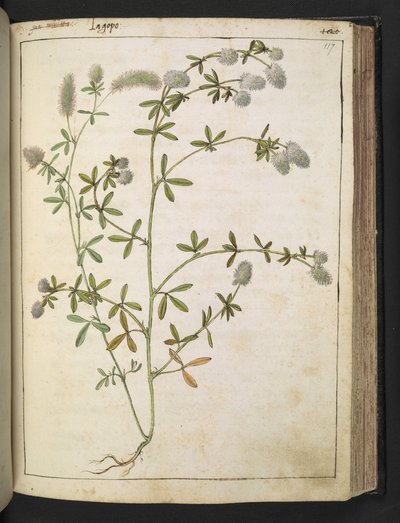 Una planta con flores blancas. , de "Pinturas de Flora de los Estados Romanos" de Gherardo Cibo, Add MS 22333, f117r, c.1564-84 (acuarela y gouache sobre papel) de Gherardo Cibo