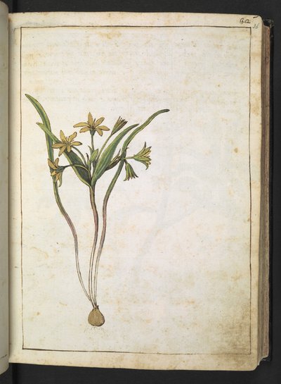 Una planta con flores amarillas, de "Paintings of Flora of the Roman States" de Gherardo Cibo, Add MS 22333, f036r, c.1564-84 (acuarela y gouache sobre papel) de Gherardo Cibo