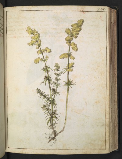 Una planta con follaje amarillo, de "Paintings of Flora of the Roman States" de Gherardo Cibo, Add MS 22333, f076r, c.1564-84 (acuarela y gouache sobre papel) de Gherardo Cibo