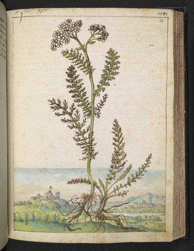 Achillea millefolium: una planta alta tipo helecho con flores blancas, de "Paintings of Flora of the Roman States" de Gherardo Cibo, Add MS 22333, f114r, c.1564-84 (acuarela y gouache sobre papel) de Gherardo Cibo