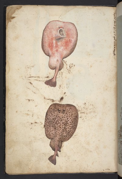 Agregar MS 22333, Pinturas de flora de los estados romanos, c.1564-84 (acuarela y gouache sobre papel) de Gherardo Cibo