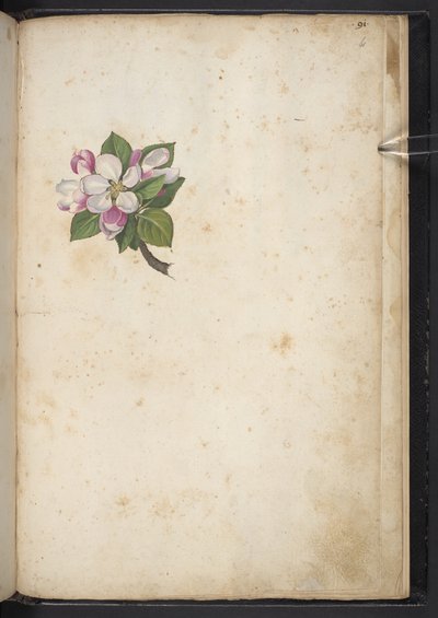 Añadir MS 22333 f61r, Flor, de 