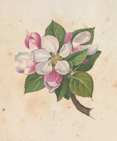 Añadir MS 22333 f.61r, Flor, de 