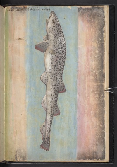 Añadir MS 22333 f.66r, Fish, from 