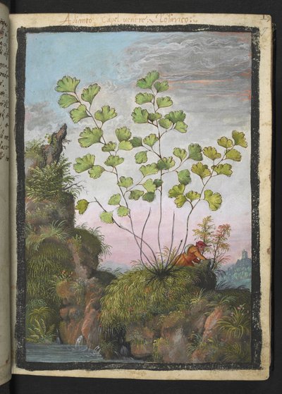 Adiantum capillus-veneris, de "Pinturas de Flora de los Estados Romanos" de Gherardo Cibo, Add MS 22333, f017r, c.1564-84 (acuarela y gouache sobre papel) de Gherardo Cibo