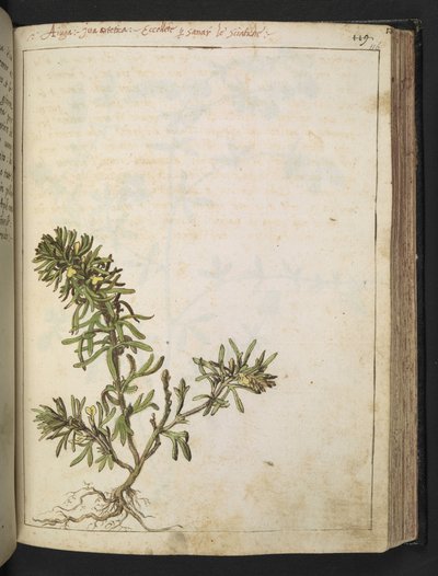 Ajuga chamaepitys: Una planta con hojas verdes y flores amarillas, de "Paintings of Flora of the Roman States" de Gherardo Cibo, Add MS 22333, f116r, c.1564-84 (acuarela y gouache sobre papel) de Gherardo Cibo