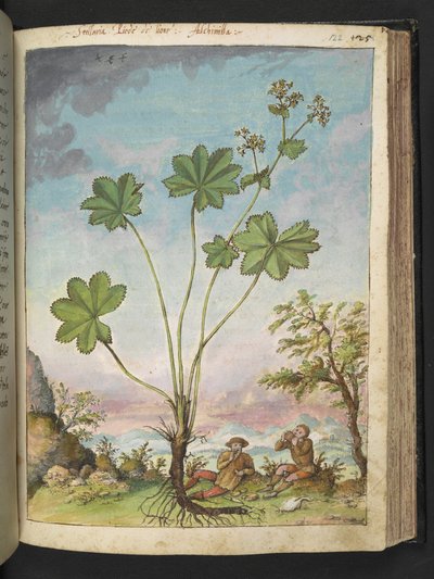 Alchemilla vulgaris (Manto de dama), de "Pinturas de flora de los estados romanos" de Gherardo Cibo, Add MS 2233, f122r, c.1564-84 (acuarela y gouache sobre papel) de Gherardo Cibo