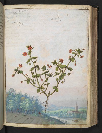 Anagalis arvensis: una planta con flores rojas, de "Pinturas de la flora de los estados romanos" de Gherardo Cibo, Add MS 22333, f074r, c.1564-84 (acuarela y gouache sobre papel) de Gherardo Cibo