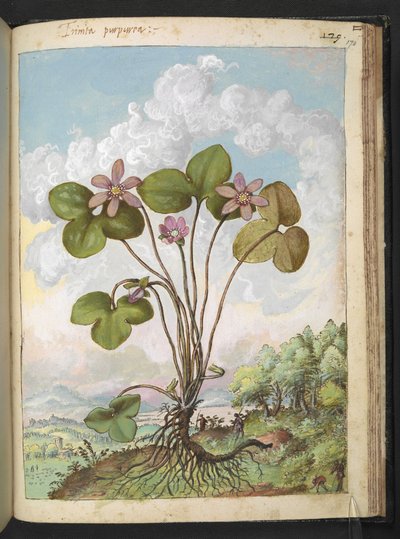 Anemone hepatica: una planta con pétalos de rosa, de "Pinturas de la flora de los estados romanos" de Gherardo Cibo, Add MS 22333, f170r, c.1564-84 (acuarela y gouache sobre papel) de Gherardo Cibo