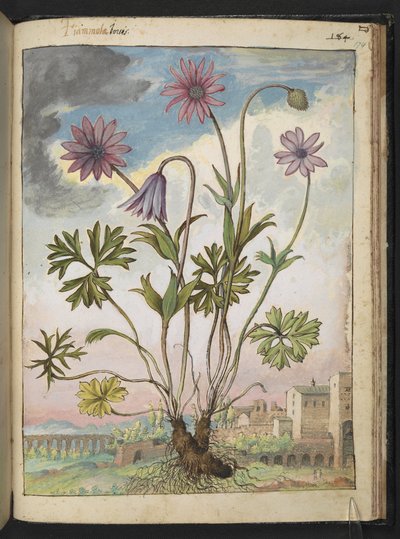 Anemone hortensis, de "Paintings of Flora of the Roman States" de Gherardo Cibo, Add MS 22333, f174r, c.1564-84 (acuarela y gouache sobre papel) de Gherardo Cibo